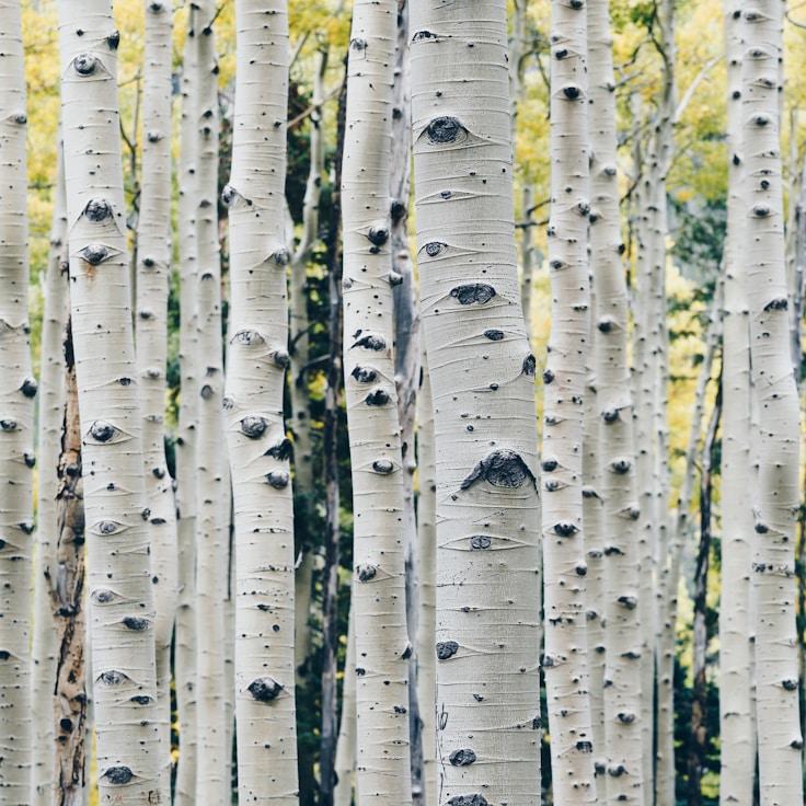 Alpine wilderness scenery